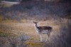 Simona_Forte_C_Moon_biche_bambi.jpg