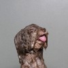 Sophie_Gamand_chien_douche_langue.jpg