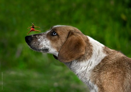 Stavros_Zembilis_chien_danseuse.jpg