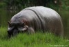 Steve_Catt_hippopotame_cache_danger.jpg