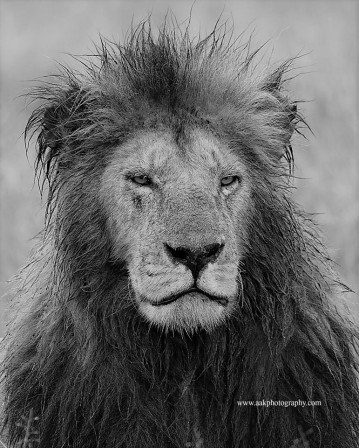 Steve Catt lion pluie lundi.jpg