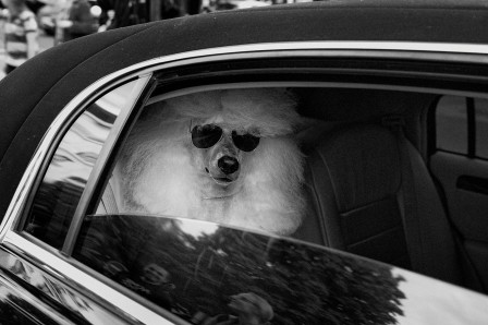 Steven_Lyon_chien_chauffeur_a_la_maison.jpg