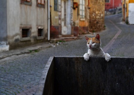 Süleyman Ülker chat de gouttière.jpg