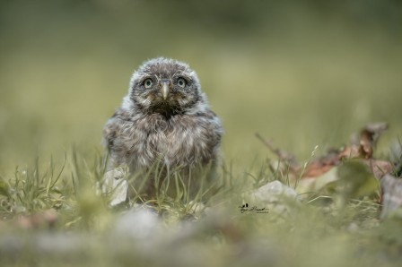 Tanja_Brandt_calimero_bonjour_bretzel.jpg