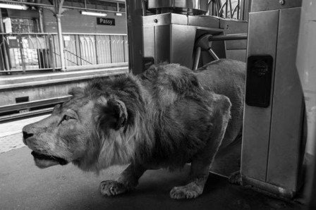 Thomas_Subtil_lion_resquilleur_metro.jpg