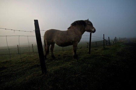 Tina_Signesdottir_cheval_champs.jpg