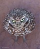 Tinman_Lee_angry_bird_oiseau_mecontent.jpg
