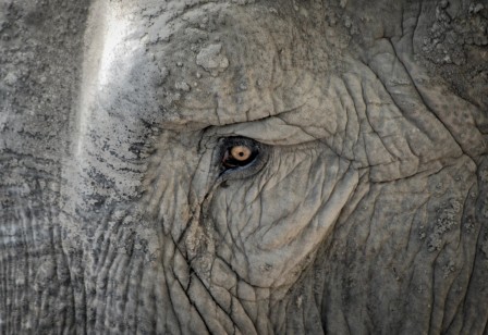 Tomas_Casares_l_oeil_de_l_elephant.jpg