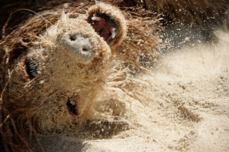 Tomasz_Solinski_chien_plage_rire.jpg