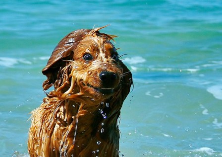 Tomasz_Solinski_chien_plage_souris_a_la_vie.jpg