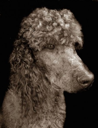 Traer_Scott_chien_frise_coiffure_cheveux.jpg