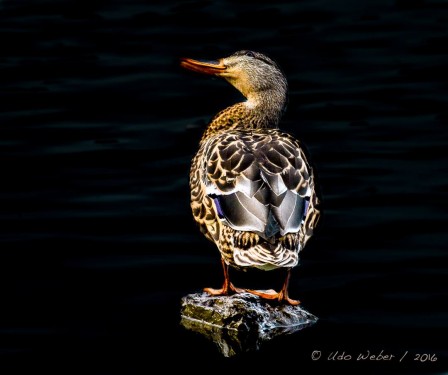 Udo Weber canard il va pleuvoir.jpg