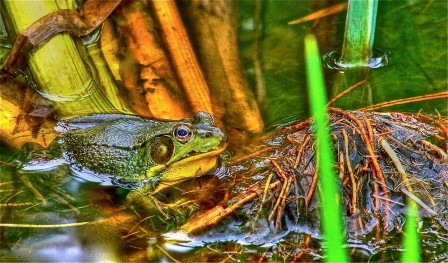 Udo_Weber_crapaud_la_vie_liquide.jpg