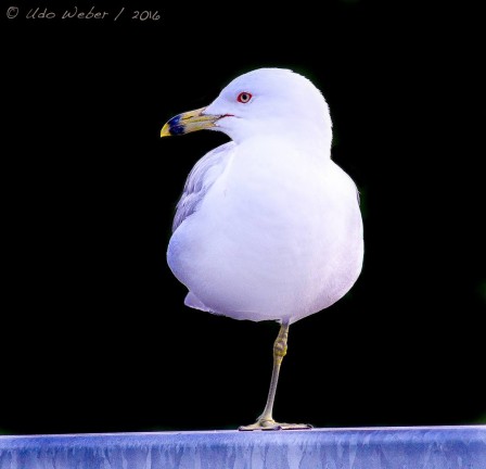 Udo Weber mouette.jpg