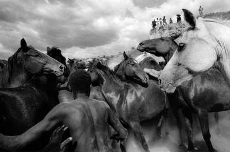 Ulrich_Mack._Wild_horses_in_Kenya._1964_cheval_sauvage_bonjour.jpg