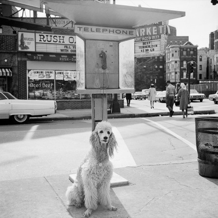 Vivian_Maier_attente_telephone_chien.jpg