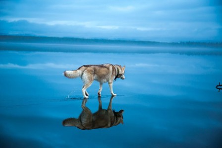 Vkontakte_reflet_chien_miroir.jpg