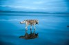 Vkontakte_reflet_chien_miroir.jpg