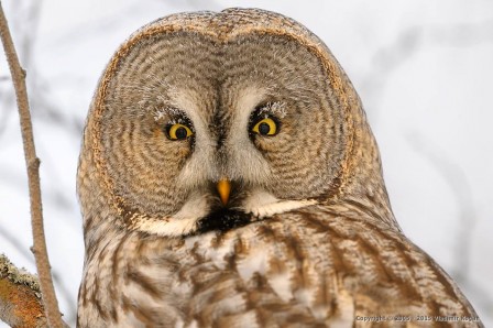 Vladimir Kogan great grey owl.jpg