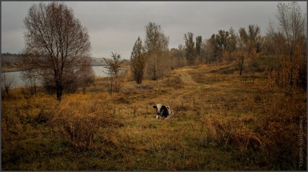 Vladimir_Vasilchenko_vache_libre.jpg