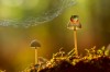 Wil_Mijer_la_grenouille_sur_le_champignon.jpg