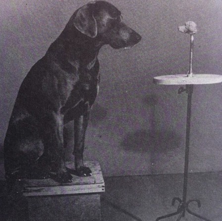 William_Wegman__Contemplating_the_Bust_of_Man_Ray__1978_bonne_annee.jpg