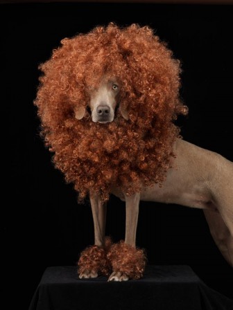 William_Wegman_chien_afro_lion_2.jpg