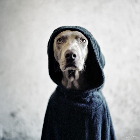 William_Wegman_chien_capuche.jpg