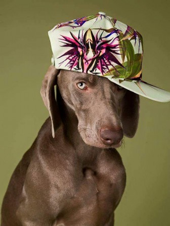 William_Wegman_chien_casquette_mode_Paris.jpg