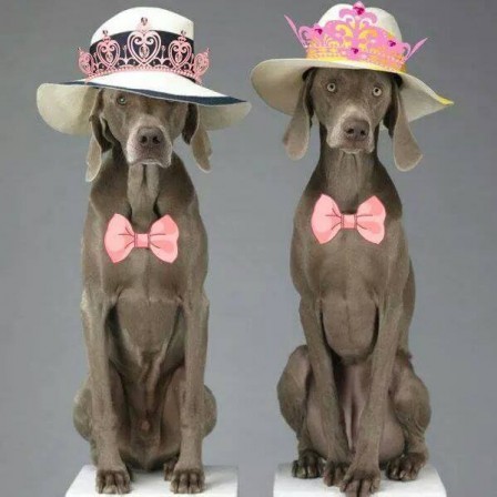 William_Wegman_chien_chapeau_elegance.jpg