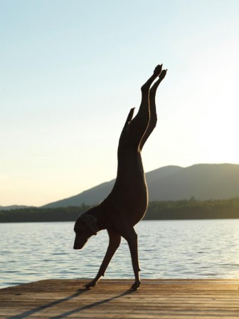 William_Wegman_chien_equilibre_bonjour.jpg