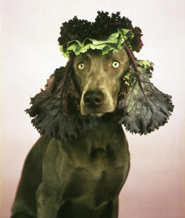 William_Wegman_chien_vegetarien_bon_appetit.jpg