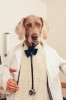 William_Wegman_dogtor.jpg