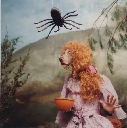 William_Wegman_miss_Muffett_chien_rousse_araignee.jpg