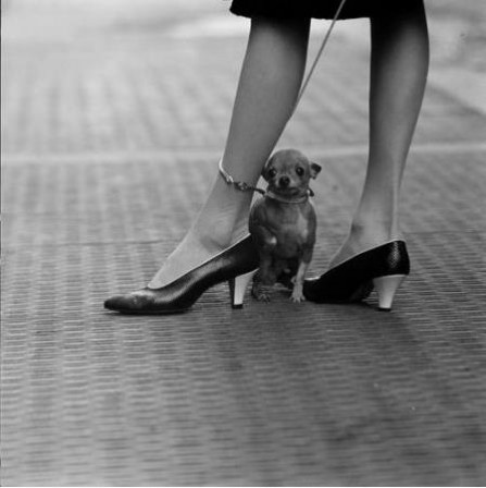 Yale_Joel_chien_chaussures_bonjour.jpg, déc. 2013 Yale_Joel_chien_chaussures_bonjour.jpg