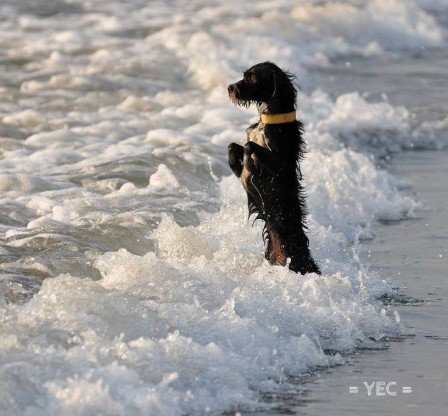 Yehuda_Edri_chien_plage_bain_couverture.jpg