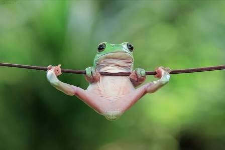 YensenTan_grenouille_gym_bonjour.jpg