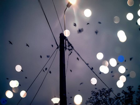 _Lucian_Olteanu_oiseaux.jpg