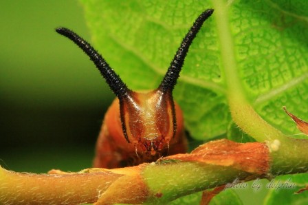 ____cornes_escargot_bonjour.jpg