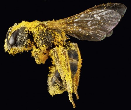 abeille couverte de pollen.jpg