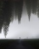 arbres du ciel le jour se lève.jpg