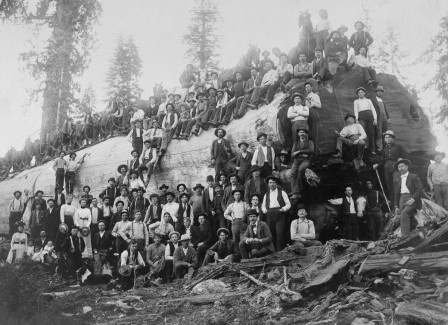 cent_personnes_posant_devant_un_tronc_de_sequoia_geant_1917.jpg