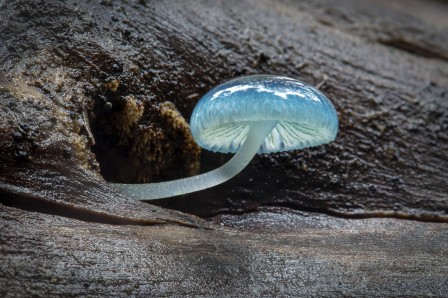 champignon bleu.jpg