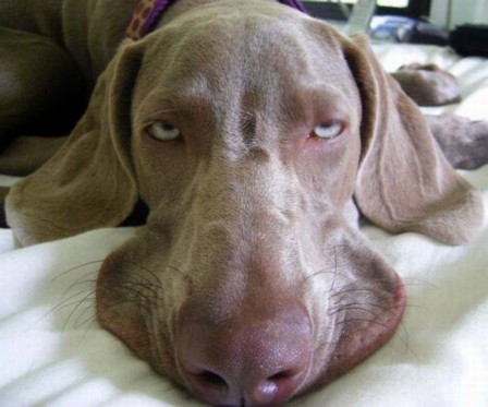 chien_a_plat.jpg