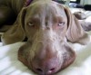 chien_a_plat.jpg