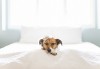 chien_bonjour_fleur.jpg