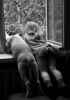 chien_fille_tu_vois_quelque_chose_fenetre.jpg