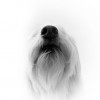 chien_flair.jpg