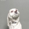 chien_pluie_Sophie_Gamand_2.jpg