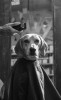 chien_rasage.jpg
